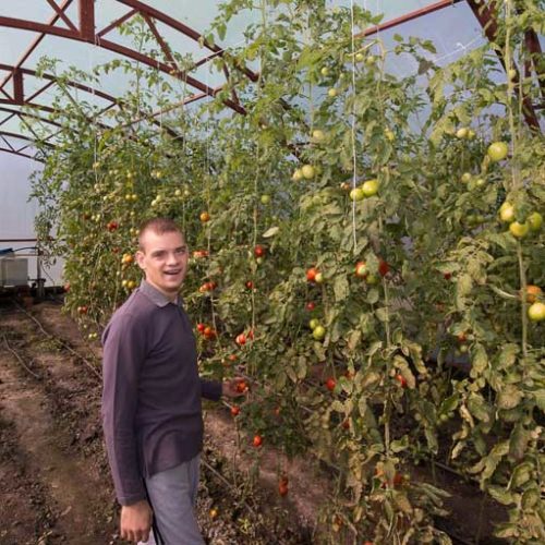 Greenhouse for vegetables